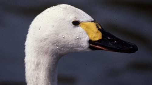 Only three Bewick's swans have been sighted in Wexford so far this winter by staff from the NPWS
