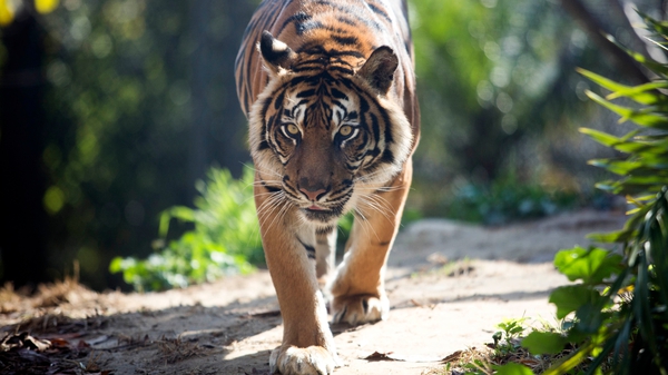 India is home to around 70% of the world's tigers