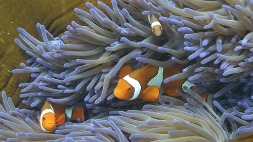 Fish swim through coral at the Great Barrier Reef