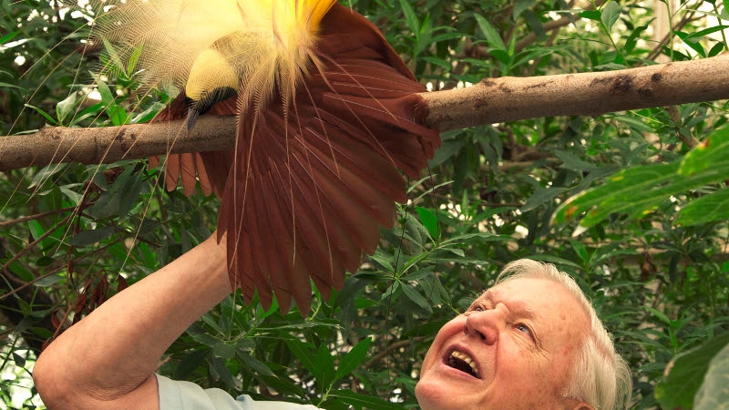 Watch: Attenborough upstaged by Bird of Paradise