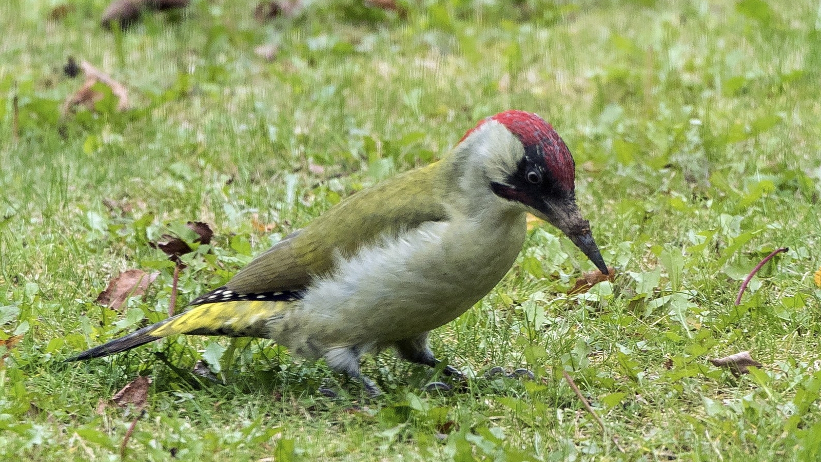 Weasel hitches ride on flying woodpecker