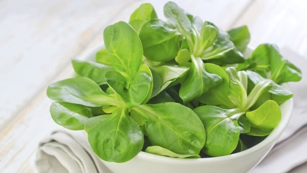 McCormack Farms is the largest producer of baby salad leaves in the country