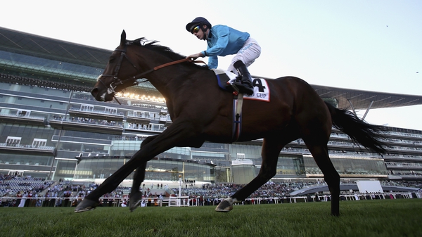 Brown Panther was a general 7-1 shot for the Gold Cup