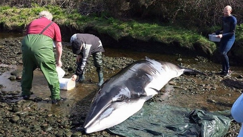 The whale was kept alive during the low tide