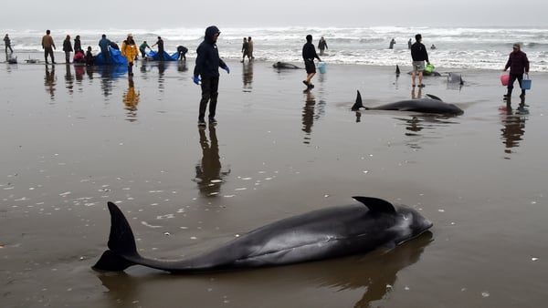 Several of the melon-headed whales had been badly cut