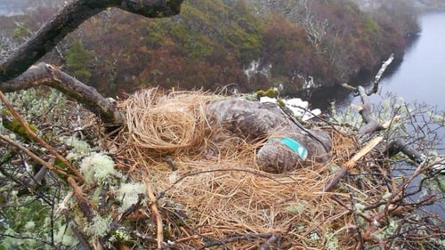 White Tailed Eagle Found Poisoned In Connemara