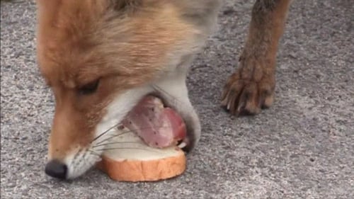 Video of fox making sandwich goes viral