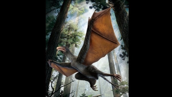 The dinosaur is named Yi qi, meaning strange wing (Pic: Dinostar Co Ltd)