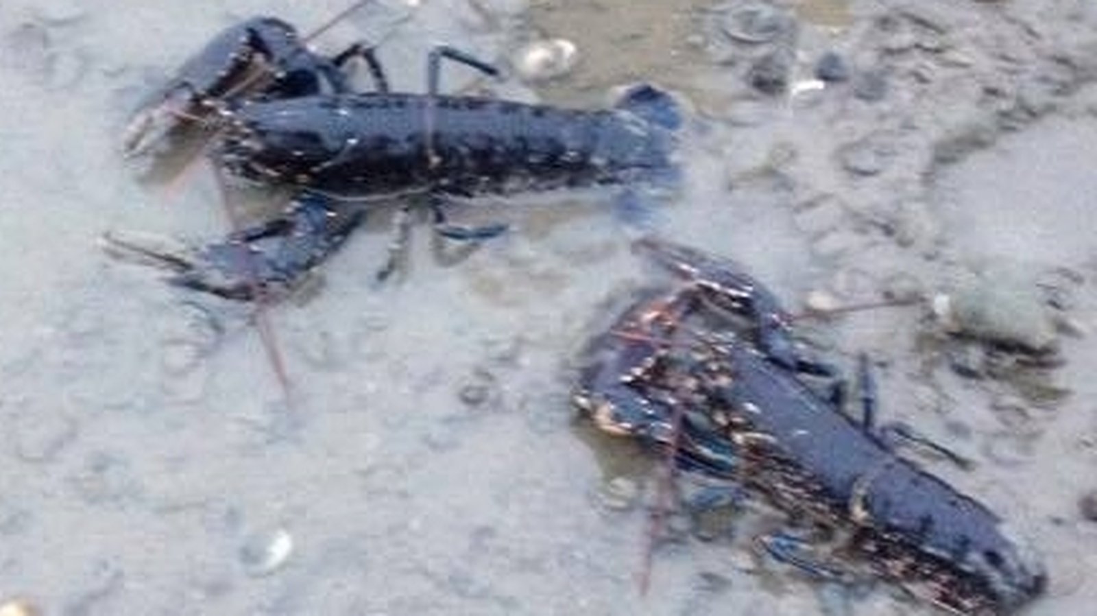 Lobsters 'liberated' from Dublin restaurant