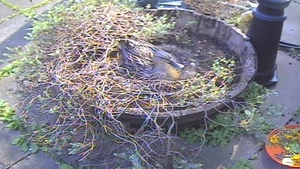 Duckling eggs began to hatch today in the roof garden of RTÉ's television centre