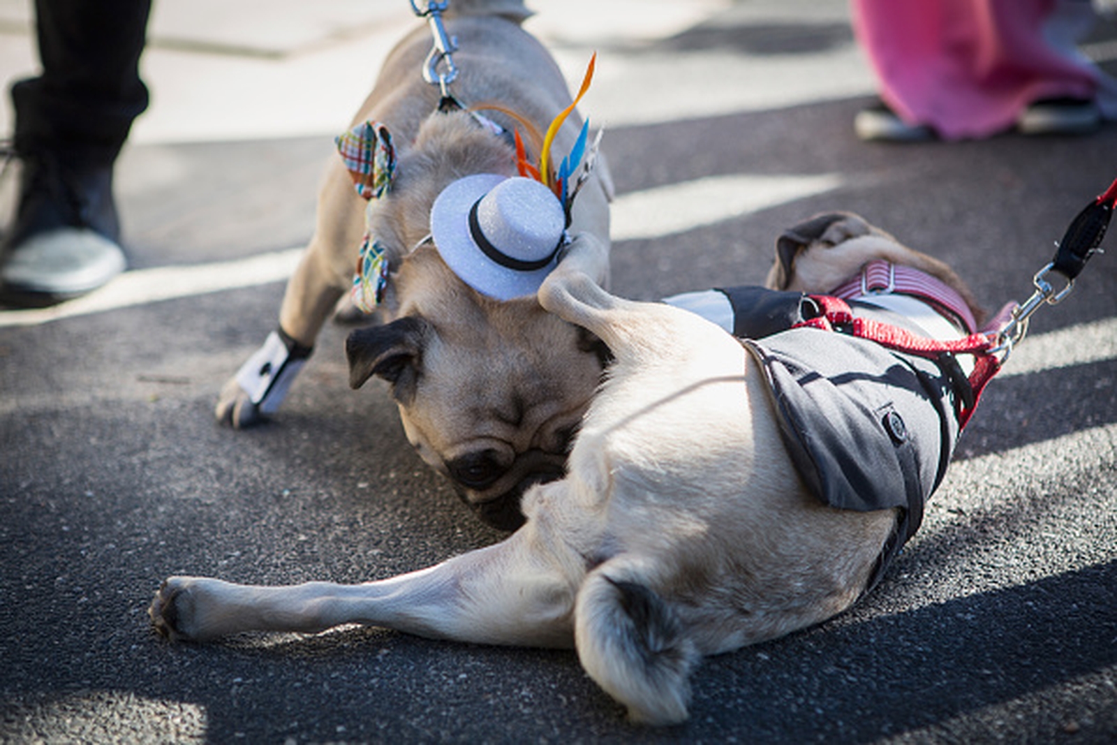 5 ways to keep your dog cool this summer