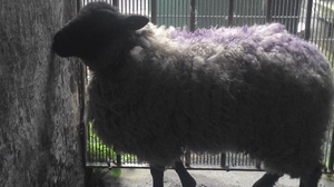 The sheep was taken to Kevin Street Garda Station