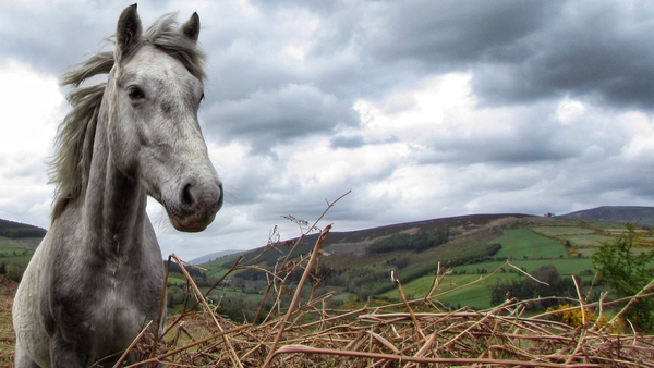 A horse in the Wicklow Mountains, Co Wicklow (Pic: Tony Whelan)