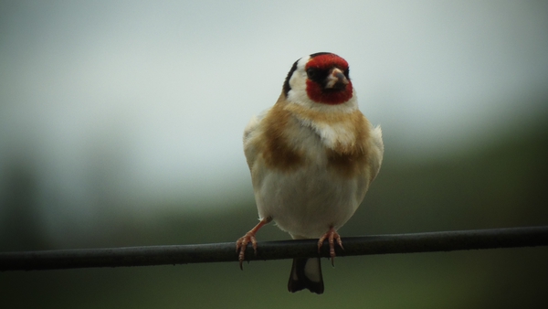 A goldfinch spotted in Ballybay, Co Monaghan (Pic: James Flanagan)