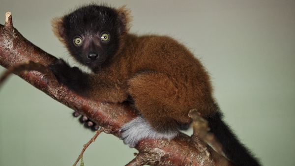 Red-ruffed lemurs are critically endangered (Pic: Patrick Bolger)