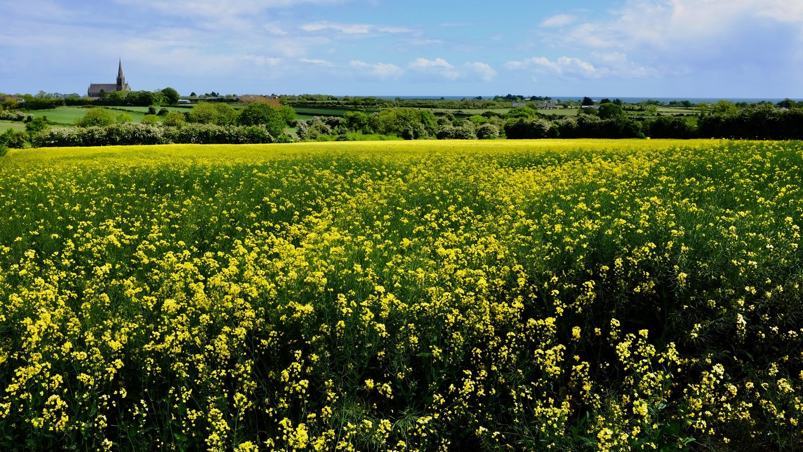 two-in-five-plant-species-are-at-risk-of-extinction