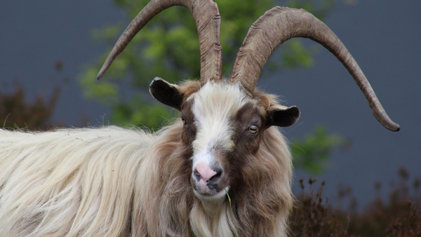 A wild goat spotted in Glendalough, Co Wicklow (Pic: Neil Muldowney)