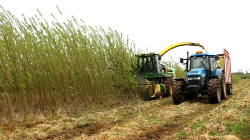 The plant will take willow and miscanthus, which are fuel crops that can be grown by local farmers in the region