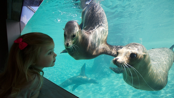 The new habitat is home to the zoo's colony of California sea lions