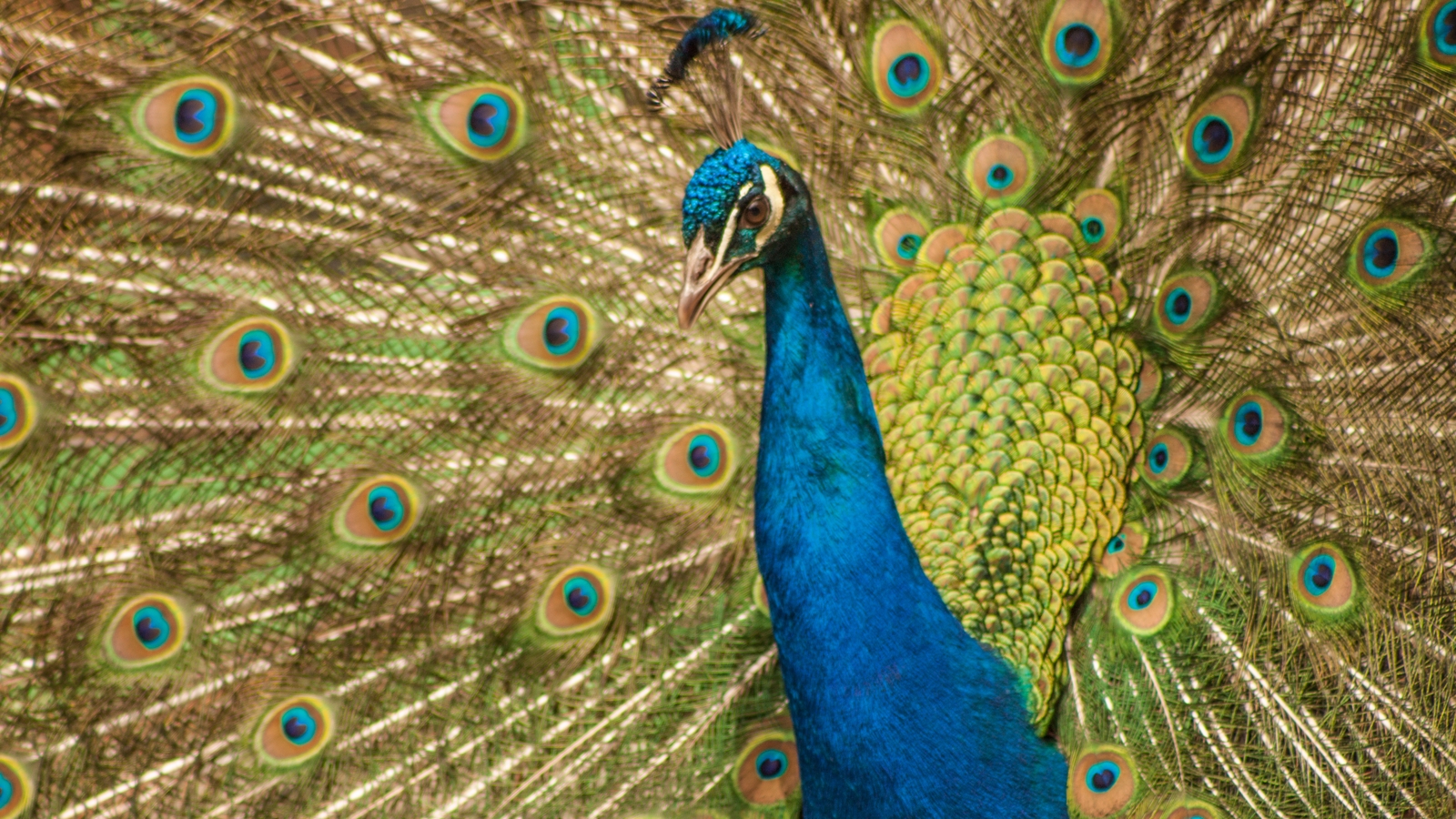 Why some birds have different feather colours for males & females