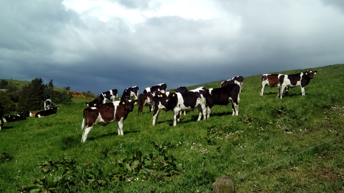 Three cattle die from lead toxicity in Co Tipperary Morning Ireland