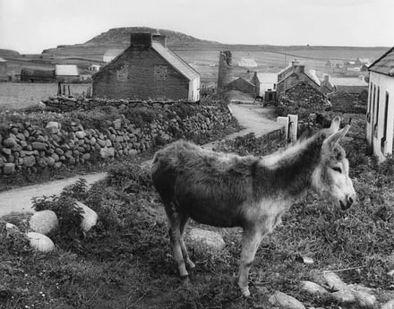 Asal ar Oileán Thoraigh.  Chuir Ó Conluain go leor iontais sa mhéid asal (suas le 100) a bhí i dToraigh. © RTÉ