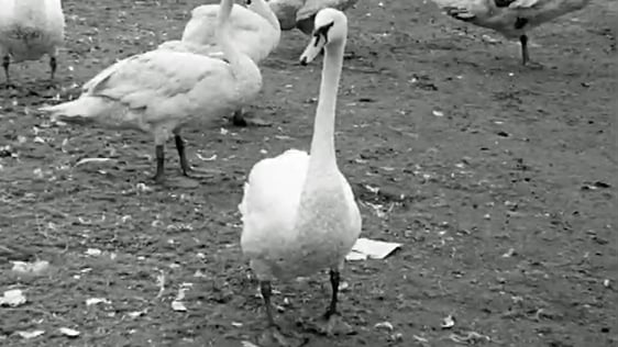 Swans on the River Dodder (1965)