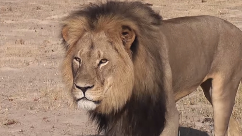 Cecil the lion was shot with a crossbow