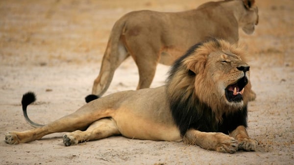 Walter Palmer reportedly paid $50,000 to kill Cecil, who was one of the oldest and most famous lions in Zimbabwe