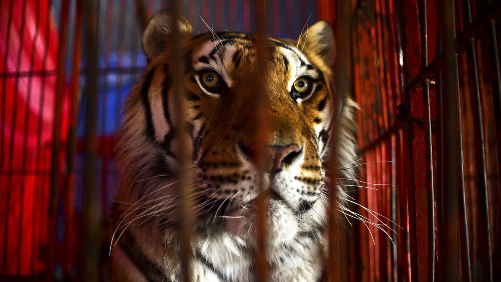 Circuses banned from using wild animals from 2018