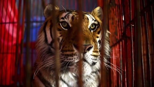Many local authorities already do not allow public land to be used by circuses featuring wild animals
