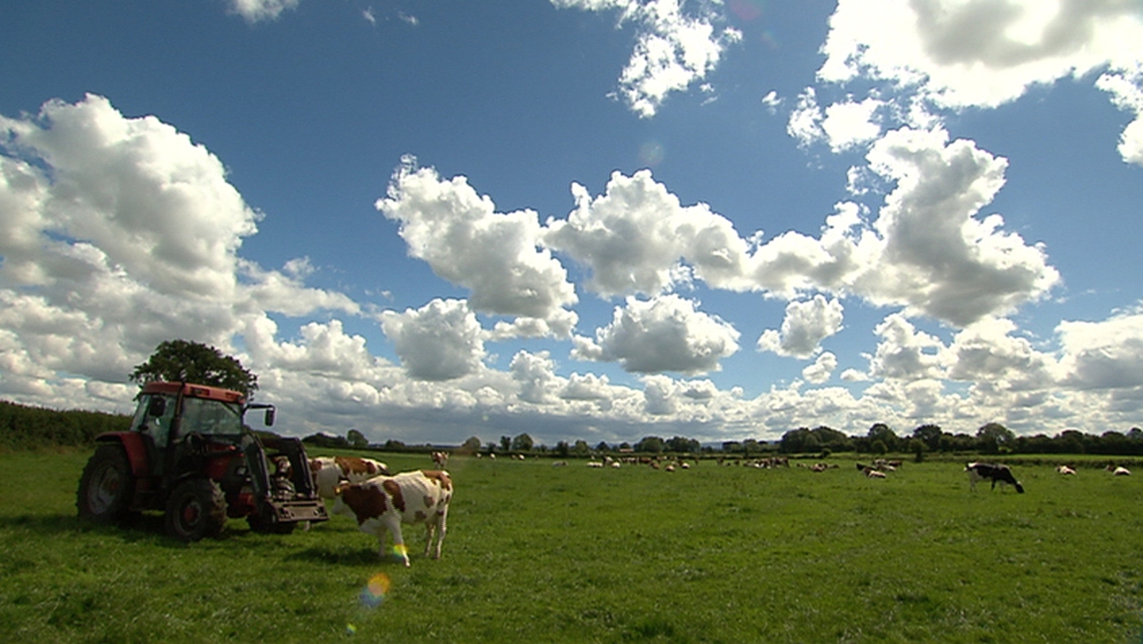 20 cattle die after suspected lead poisoning