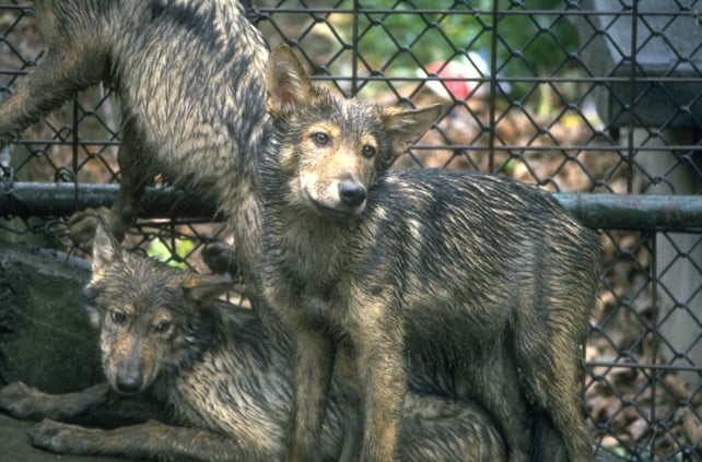 Wolves at Dublin Zoo (1985)