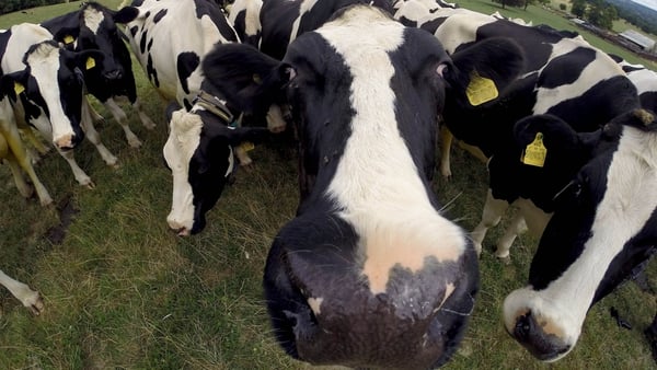 The dairy industry has seen a 25% year-on-year drop in the amount farmers are paid for milk