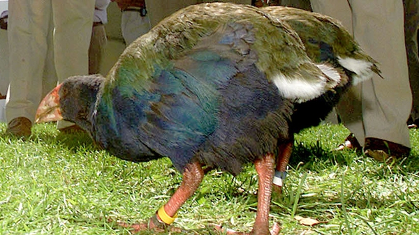 Only 300 takahe are known to exist