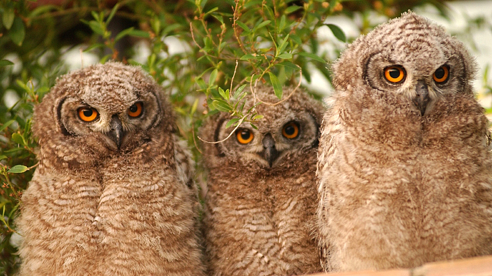 The only story you'll read today about 12 kilos of owl vomit