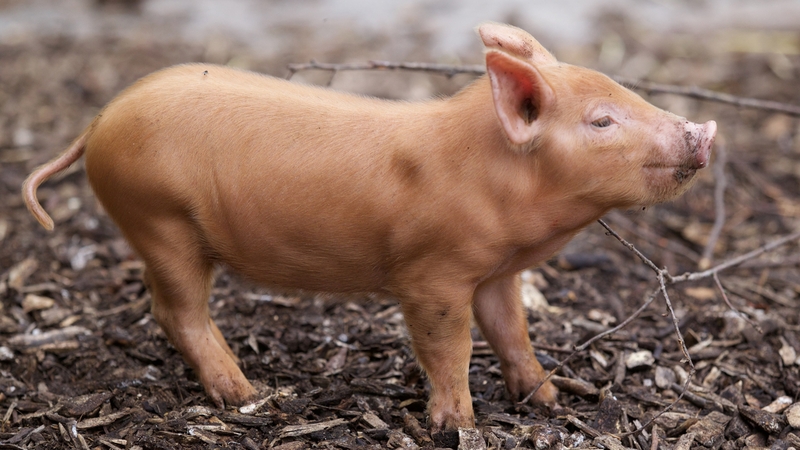 Tamworth piglets make debut at Dublin Zoo