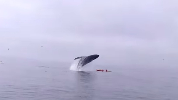 The incident was filmed by a passenger on a whalewatching trip