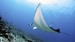 Earth's Natural Wonders