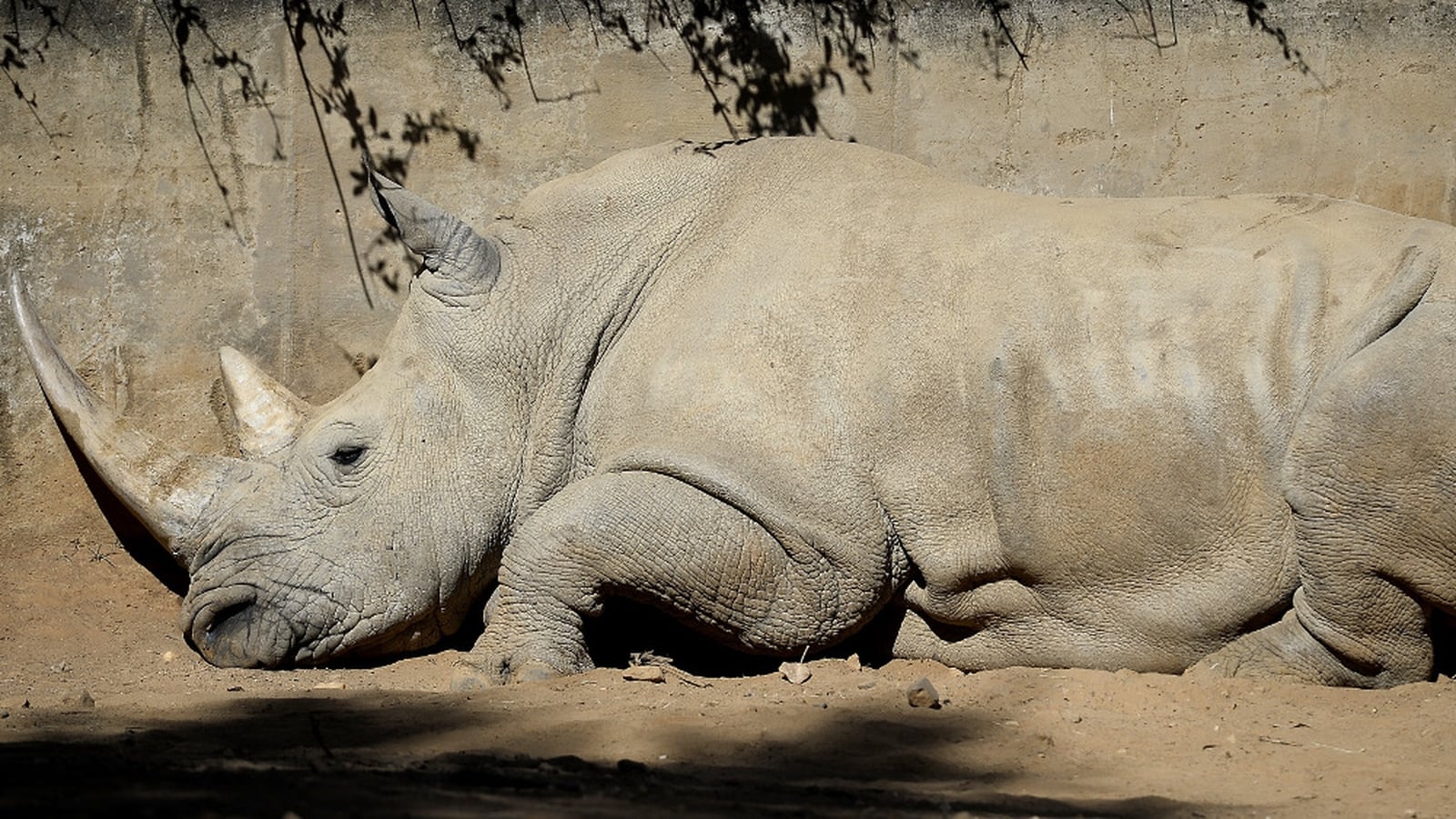 Rhino killed for its horn by poachers at French zoo