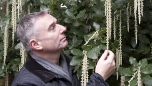 Dermot O'Neill inspects an impressive Garreya Elipicta