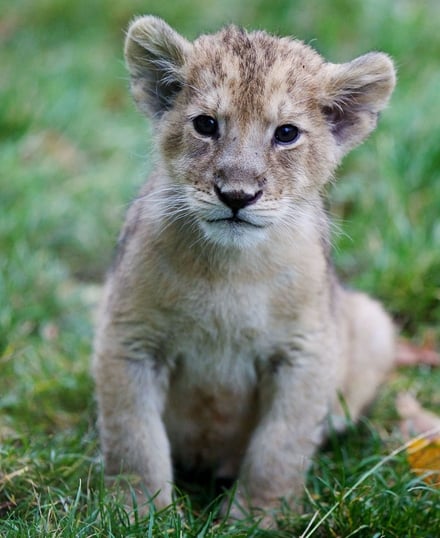 Half price entry to Dublin Zoo this weekend