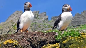 Puffling or Puffin Chick?