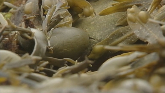 Seaweed