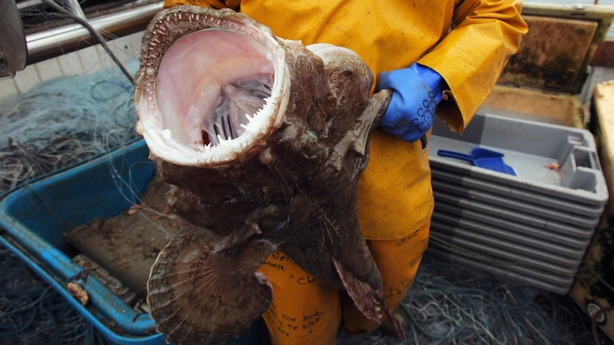 A monkfish caught off Cornwall