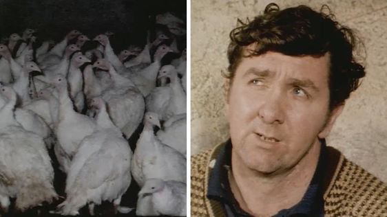 Turkey Plucker, Vincenet Pilkington (1980)