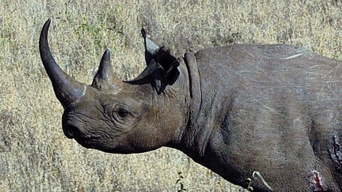 Richard Sheridan pleaded guilty to trafficking rhinoceros horns