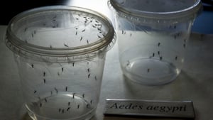 Zika is spread via mosquitoes and by sexual contact