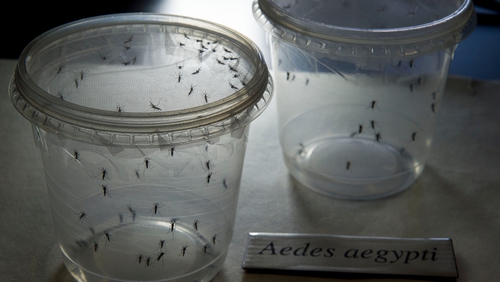 The mosquito-borne virus is spreading through the Caribbean and Latin America