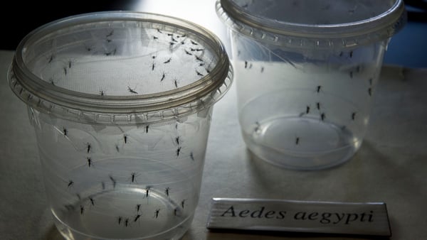 There are 264 cases of the Zika virus in Panama